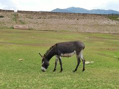 -蜀九香火锅(九眼桥店)