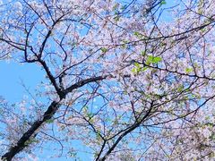 -武汉大学-樱园