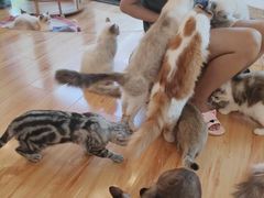 -momokira米努特·德文卷毛猫·棉花面纱犬