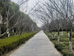 -高东镇樱花园