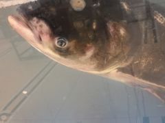 -香山湖渔家大院