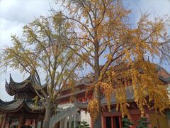 -上海东林寺(金山区)