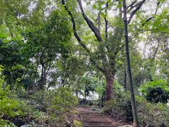 -上海佘山国家森林公园天马山园