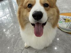 -瑞鹏宠物医院·骨外科·心肾科·肿瘤科(九亭店)