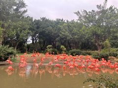 -广州长隆飞鸟乐园