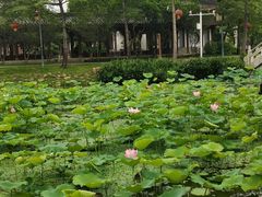 -惠州西湖丰渚园