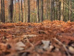 -上海海湾国家森林公园