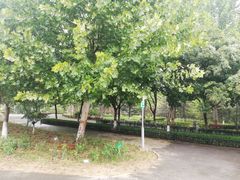 -大兴滨河森林公园