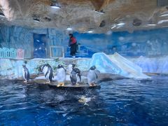-海合安青岛极地海洋公园