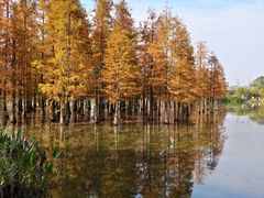 -白鹭湾湿地公园