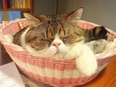 -Cappucimeow猫咪咖啡馆(韦伯时代店)