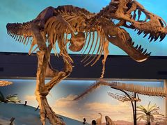 -贝林大翅鲸简餐厅(国家海洋博物馆店)