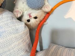 -欣宠猫屋·矮脚拿破仑·蓝金金渐层
