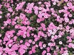 -映月湖公园