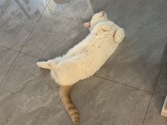-伟伟宠物医院·CT影像中心·瑞派犬猫综合性门诊(汉口总院)