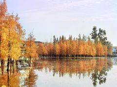 -白鹭湾湿地公园