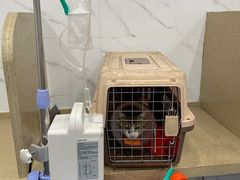 -伟伟宠物医院·CT影像中心·瑞派犬猫综合性门诊(汉口总院)