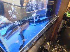 -味家烤肉烤鳗鱼牛排(西塔旗舰店)