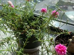 -首都医科大学附属北京天坛医院