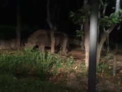 -清迈夜间动物园