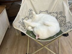 -李小姐の猫咖啡馆(五角场店)