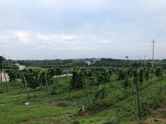 -丹世红酒庄·烧烤·团建·婚礼·水上运动