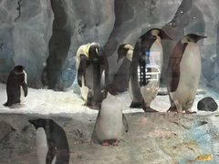 -帝企鹅自助餐厅•儿童岛•真企鹅(长隆企鹅酒店)