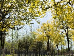 -洨河生态公园