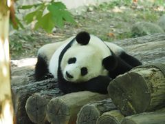 -都江堰中华大熊猫苑