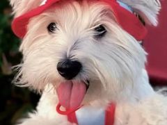 -萌宠之家·腊肠犬·马尔泰·小体犬舍
