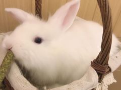 -猫猫幼稚园·撸猫·桌游·电玩