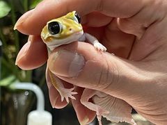 -酷以爬仙阁实体爬宠店·守宫·蜥蜴·专业繁育