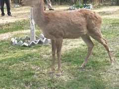 -银树楼(紫玉山庄东区店)