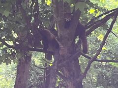 -都江堰中华大熊猫苑