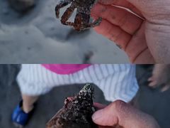 -贝壳沙滩