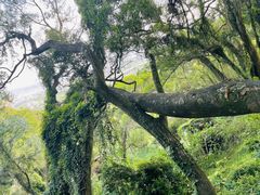 -青芝山风景名胜区