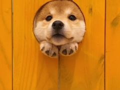 -MOJO密室逃脱(中街旗舰店)