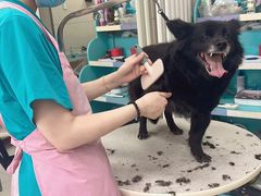-北京观赏动物医院·24小时大型综合·猫专科·异宠专科