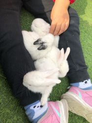 -萌宠亲子动物乐园(槐房万达店)