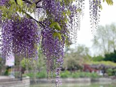 -嘉定紫藤园