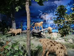 -国家自然博物馆