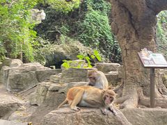 -南湾猴岛+椰田古寨一日游