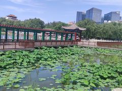 -莲花池公园