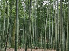 -大奇山国家森林公园