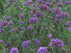 -呈贡滇池生态湿地公园