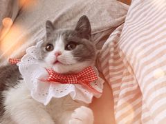 -猫大福·Fortune Cat猫舍(百子湾店)