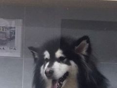 -宠福鑫康馨动物医院·骨科·眼科