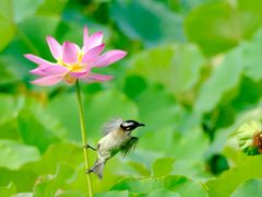 -莲花池公园
