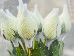 -循礼门鲜花花市(武汉循礼门店)