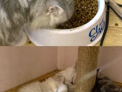 -猫咪派对(江南西店)
